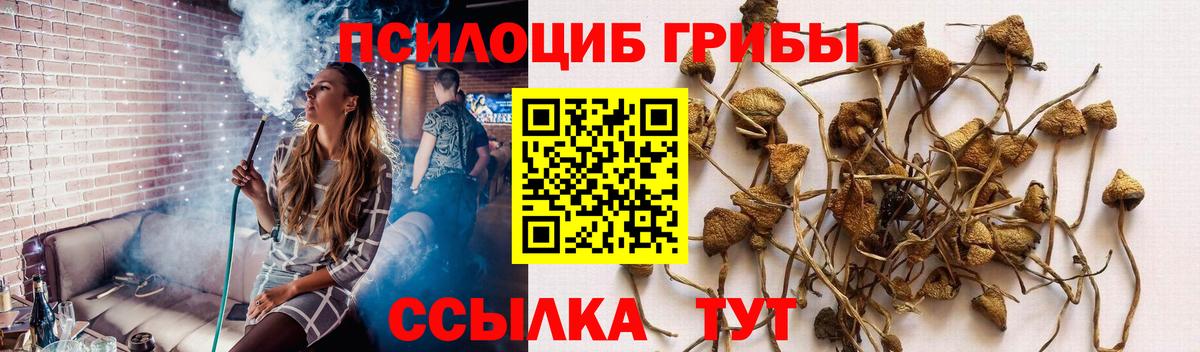 Псилоцибиновые грибы Psilocybine cubensis Санкт-Петербург